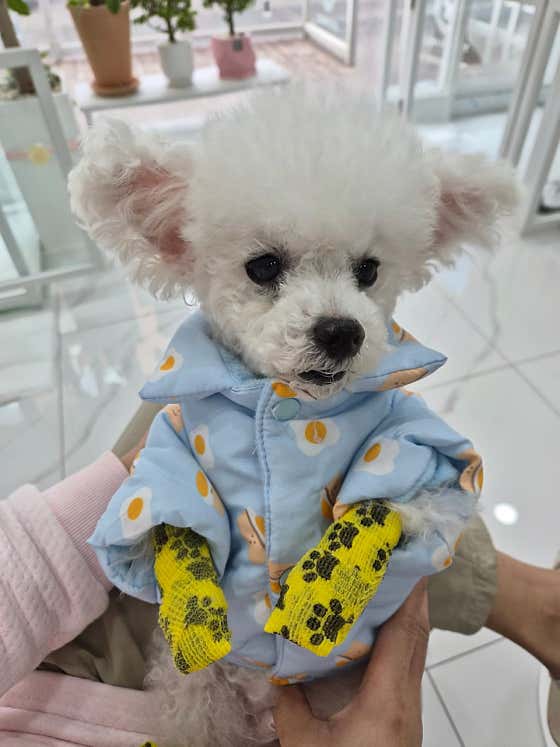 주주펫살롱 · 네이버 지도·플레이스 8