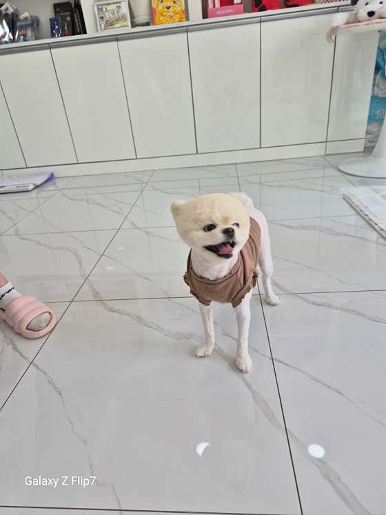 주주펫살롱 · 네이버 지도·플레이스 3