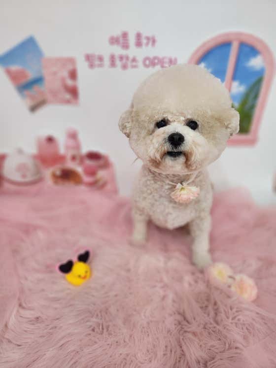 복이네도그살롱