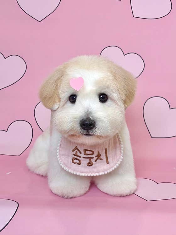 솜뭉치 · 네이버 지도·플레이스 7