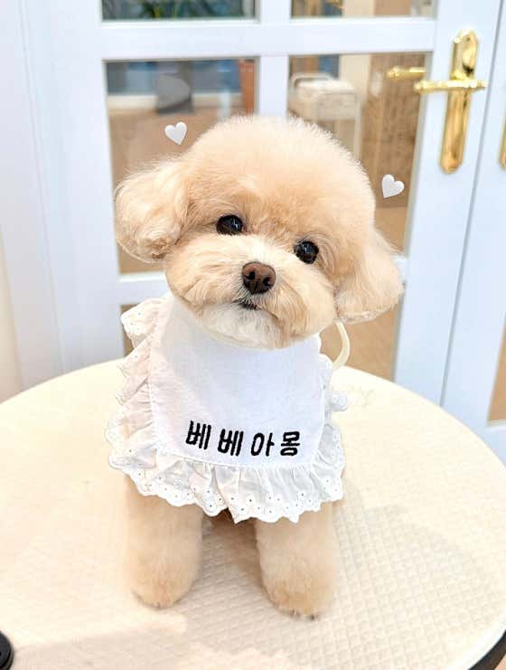 베베아몽 애견미용실
