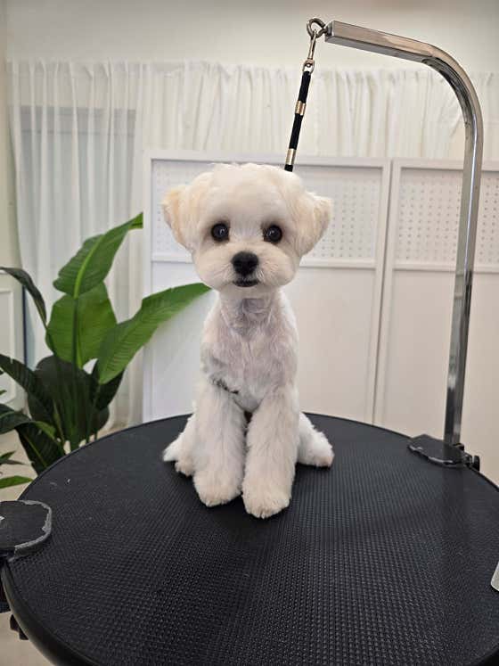 제이제이펫미용숍