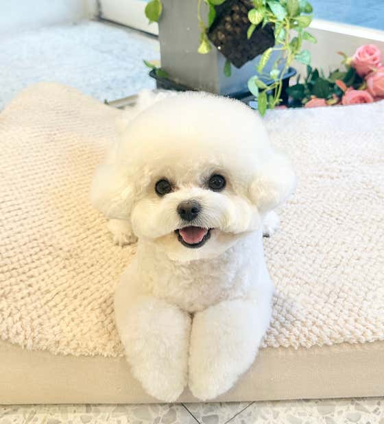 반하리 애견미용실