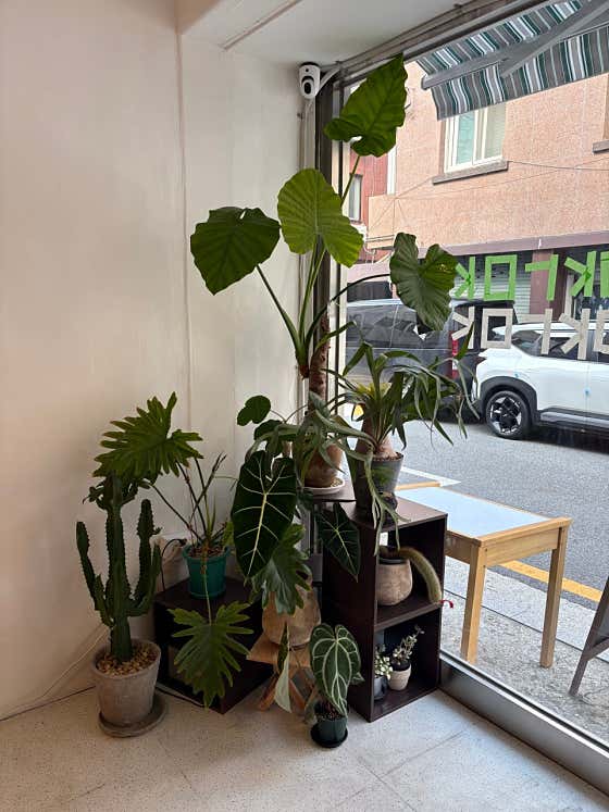 녹록