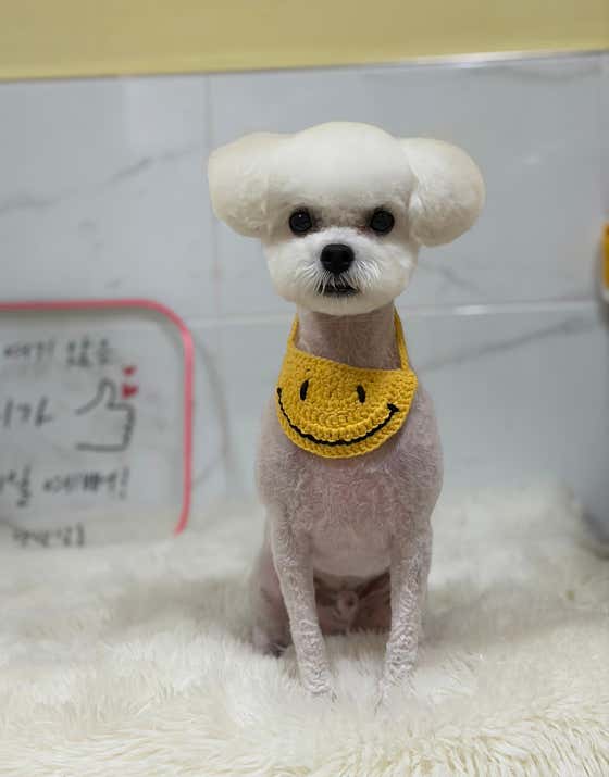 댕댕살롱 · 네이버 지도·플레이스 7