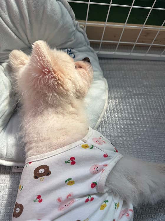 마루펫케어 · 네이버 지도·플레이스 5