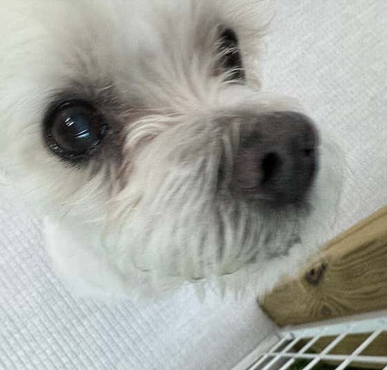 마루펫케어 · 네이버 지도·플레이스 3