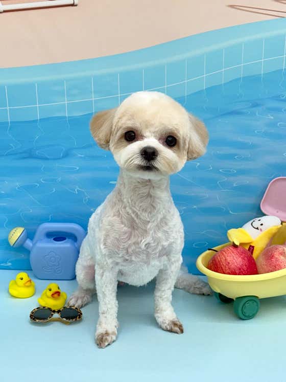 비비앤독 · 네이버 지도·플레이스 10