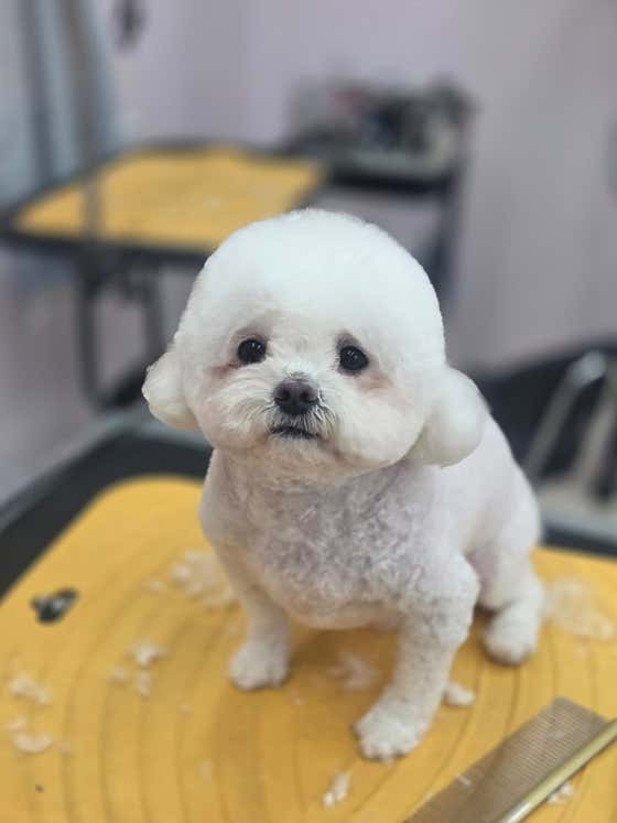꼬망스펫살롱 · 네이버 지도·플레이스 1