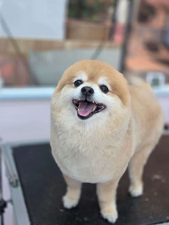 꼬망스펫살롱 · 네이버 지도·플레이스 7