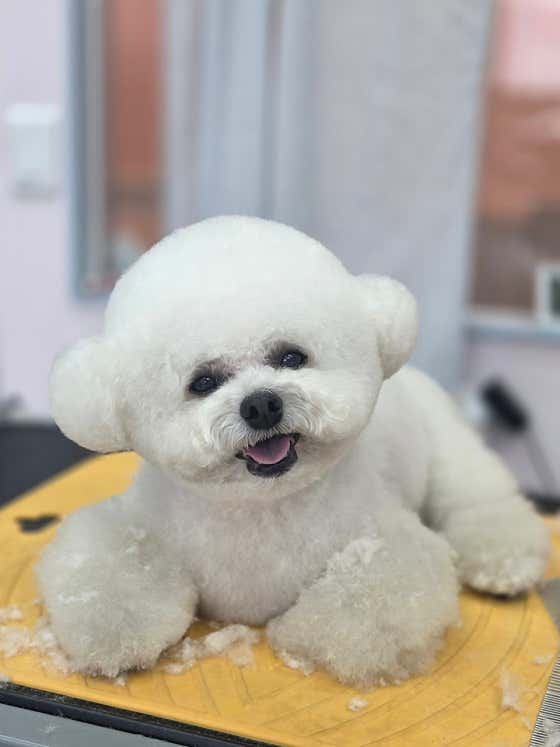 꼬망스펫살롱 · 네이버 지도·플레이스 3