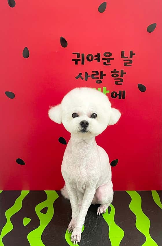 몽몽이발소 · 네이버 지도·플레이스 5