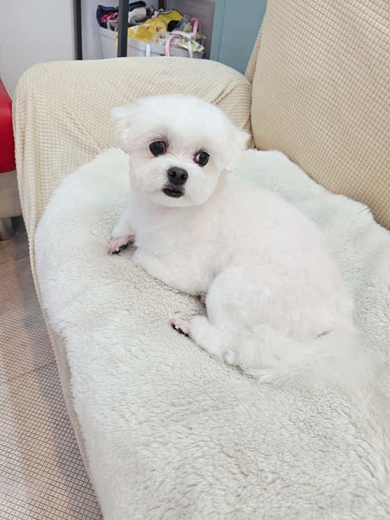 남창 덕신 애견샵 빼꼼 강아지미용실 · 네이버 지도·플레이스 10