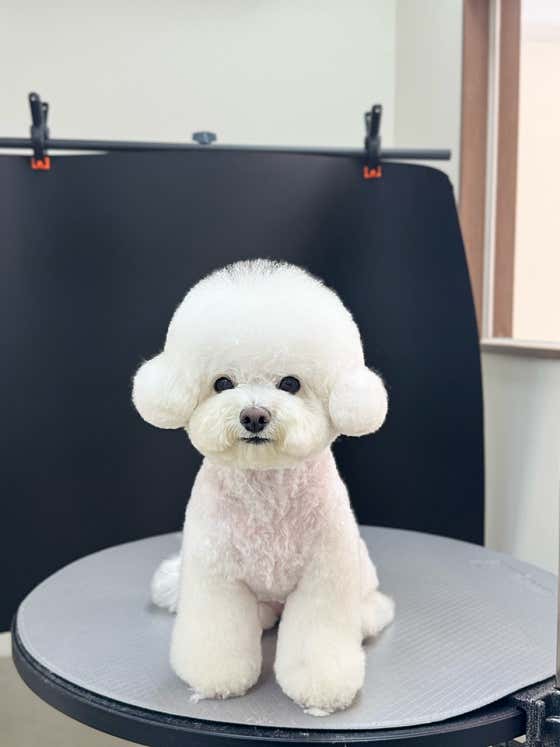 퍼피몽드 · 네이버 지도·플레이스 6