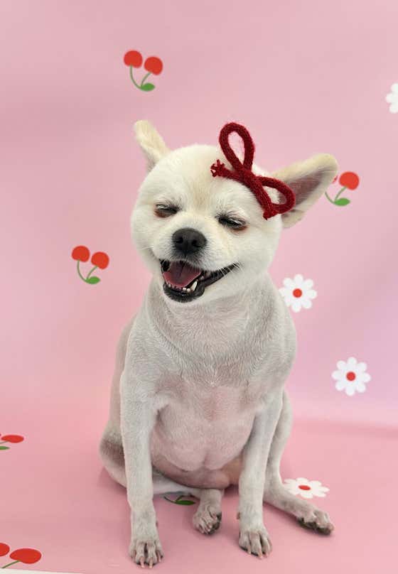 멍멍이네 · 네이버 지도·플레이스 2