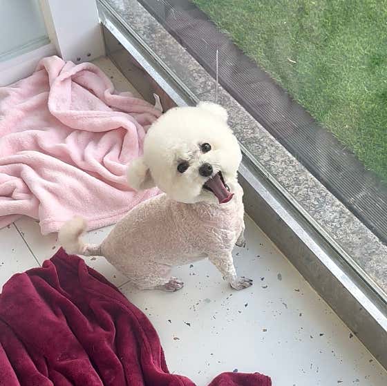 멍멍이네 · 네이버 지도·플레이스 8