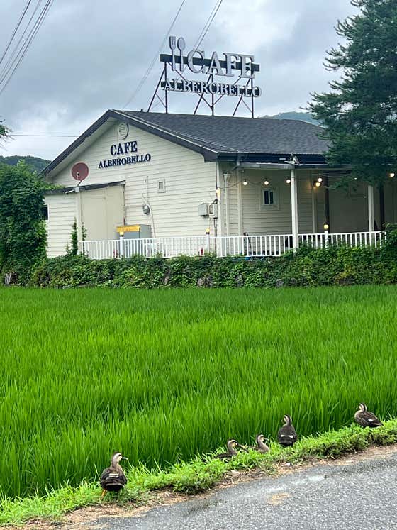 카페 알베로벨로 · 네이버 지도·플레이스 7