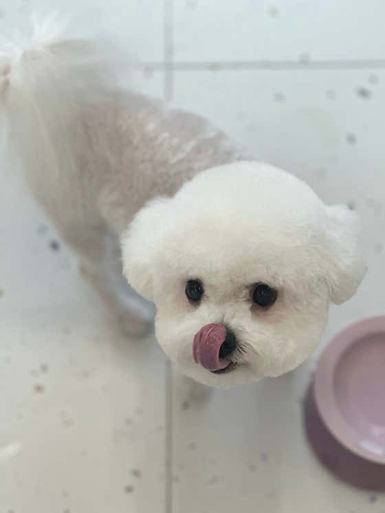 멍멍이네 · 네이버 지도·플레이스 6