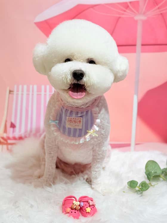 마요펫뷰티 · 네이버 지도·플레이스 6