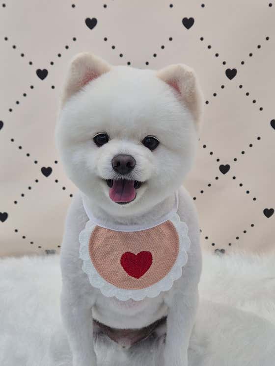 또만나애견미용실 · 네이버 지도·플레이스 10