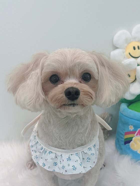 몽실