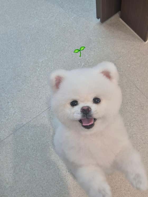 헬로우멍멍 · 네이버 지도·플레이스 4
