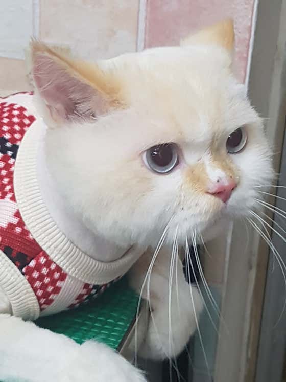 강아지목욕방