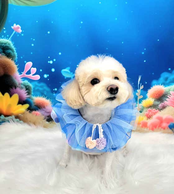 사탕이네 · 네이버 지도·플레이스 3