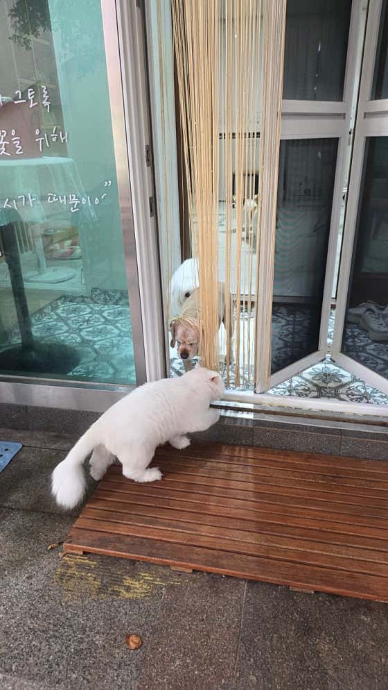 가야애견 · 네이버 지도·플레이스 6