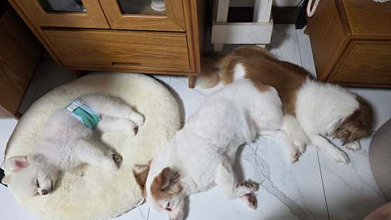 가야애견 · 네이버 지도·플레이스 2