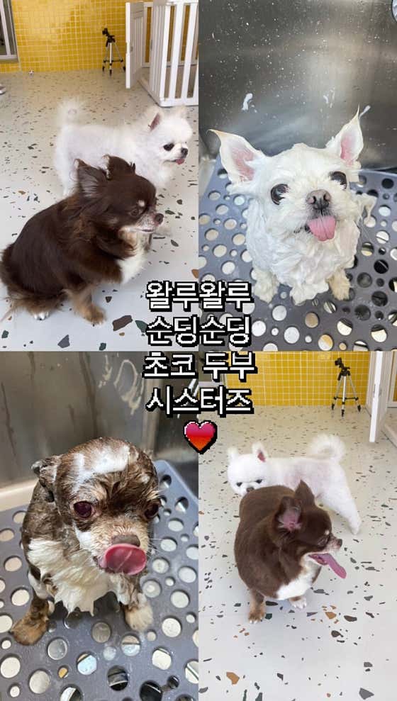 바버독 · 네이버 지도·플레이스 6