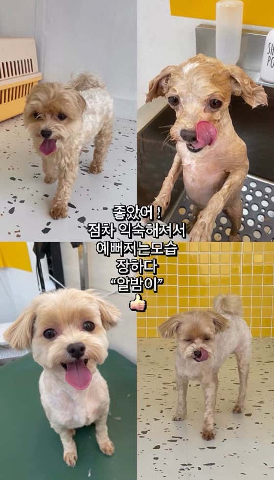 바버독 · 네이버 지도·플레이스 5