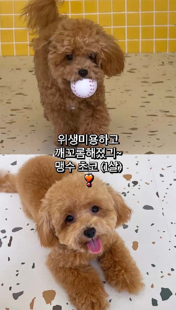 바버독 · 네이버 지도·플레이스 4