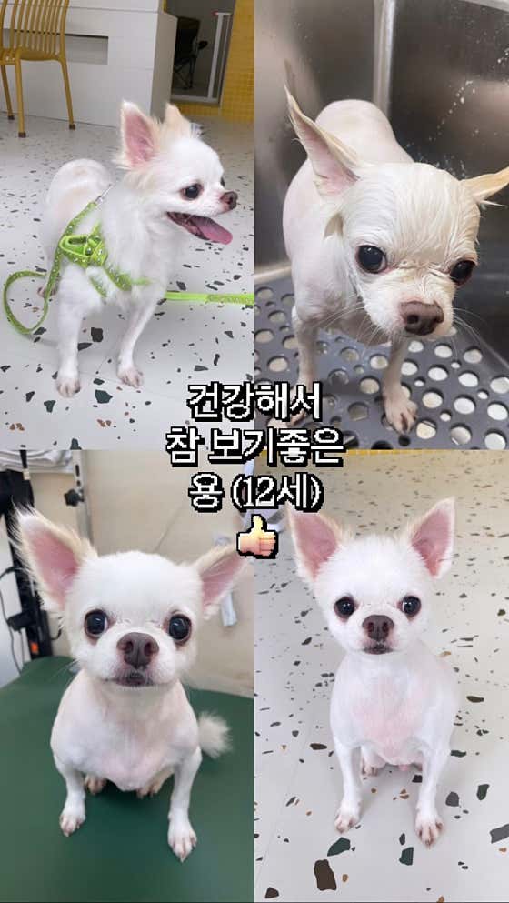 바버독 · 네이버 지도·플레이스 7