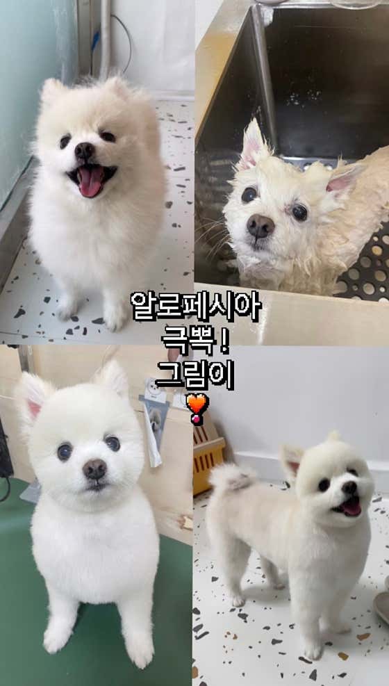바버독 · 네이버 지도·플레이스 3