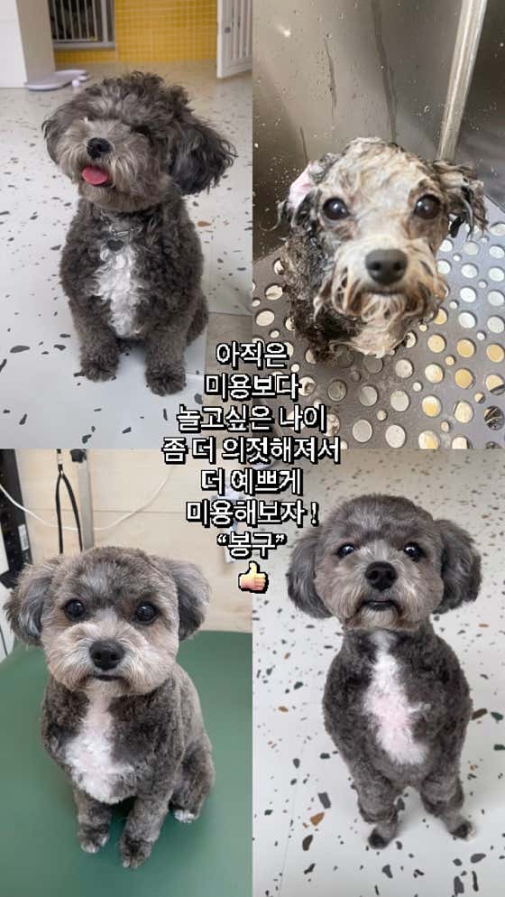 바버독 · 네이버 지도·플레이스 8