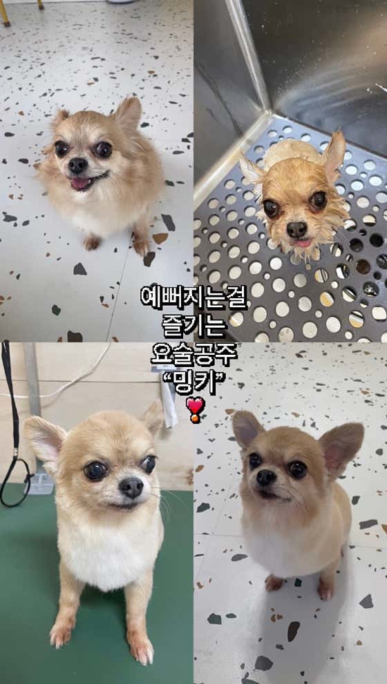 바버독 · 네이버 지도·플레이스 9