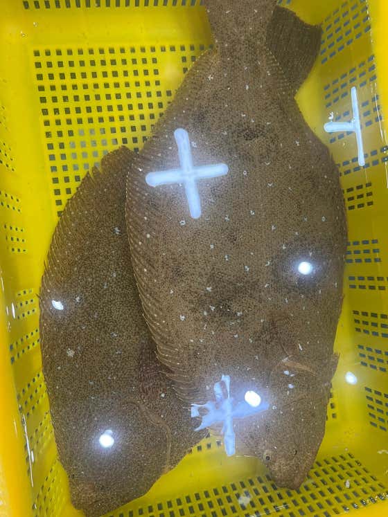 광어(대) *2kg이상 메뉴 사진(네이버)