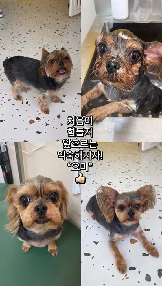 바버독 · 네이버 지도·플레이스 10