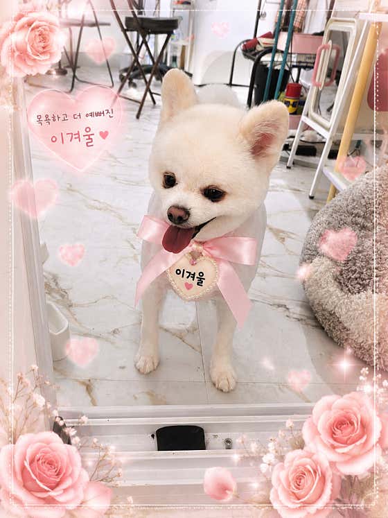 강아지숲 Pet · 네이버 지도·플레이스 10