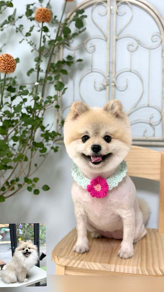코코포레 애견미용실 · 네이버 지도·플레이스 2
