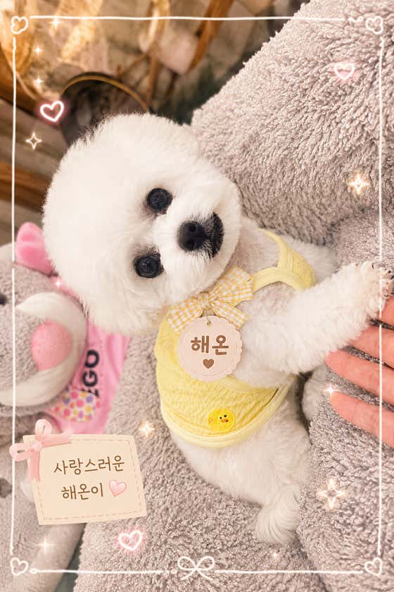 강아지숲 Pet · 네이버 지도·플레이스 2