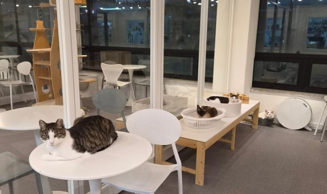 안녕 고양이 대표 사진
