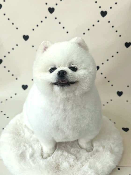 멍멍이발소 · 네이버 지도·플레이스 10