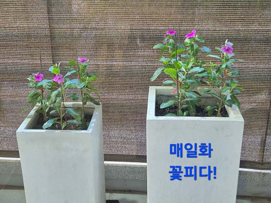 카페레파로