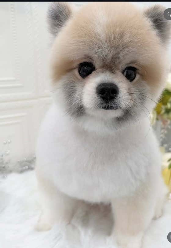 보드레멍 · 네이버 지도·플레이스 4