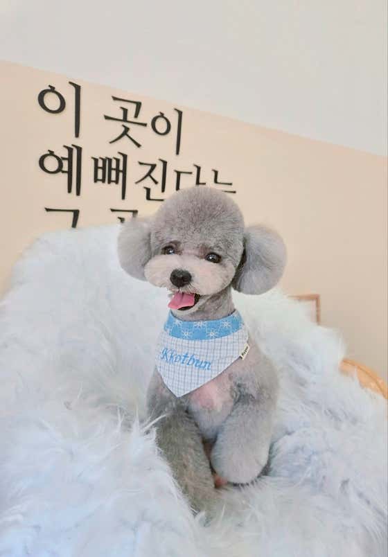 꽃분살롱 · 네이버 지도·플레이스 4