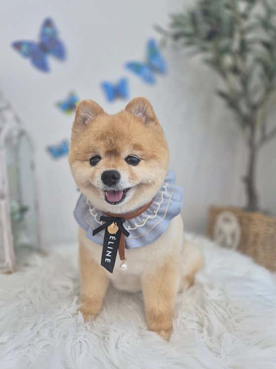 펫블랑 · 네이버 지도·플레이스 10