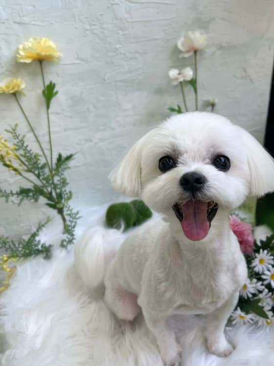퍼스트독 애견미용실