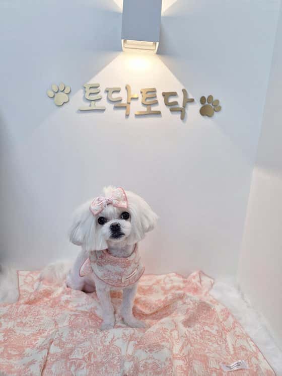 토닥토닥멍살롱 · 네이버 지도·플레이스 2